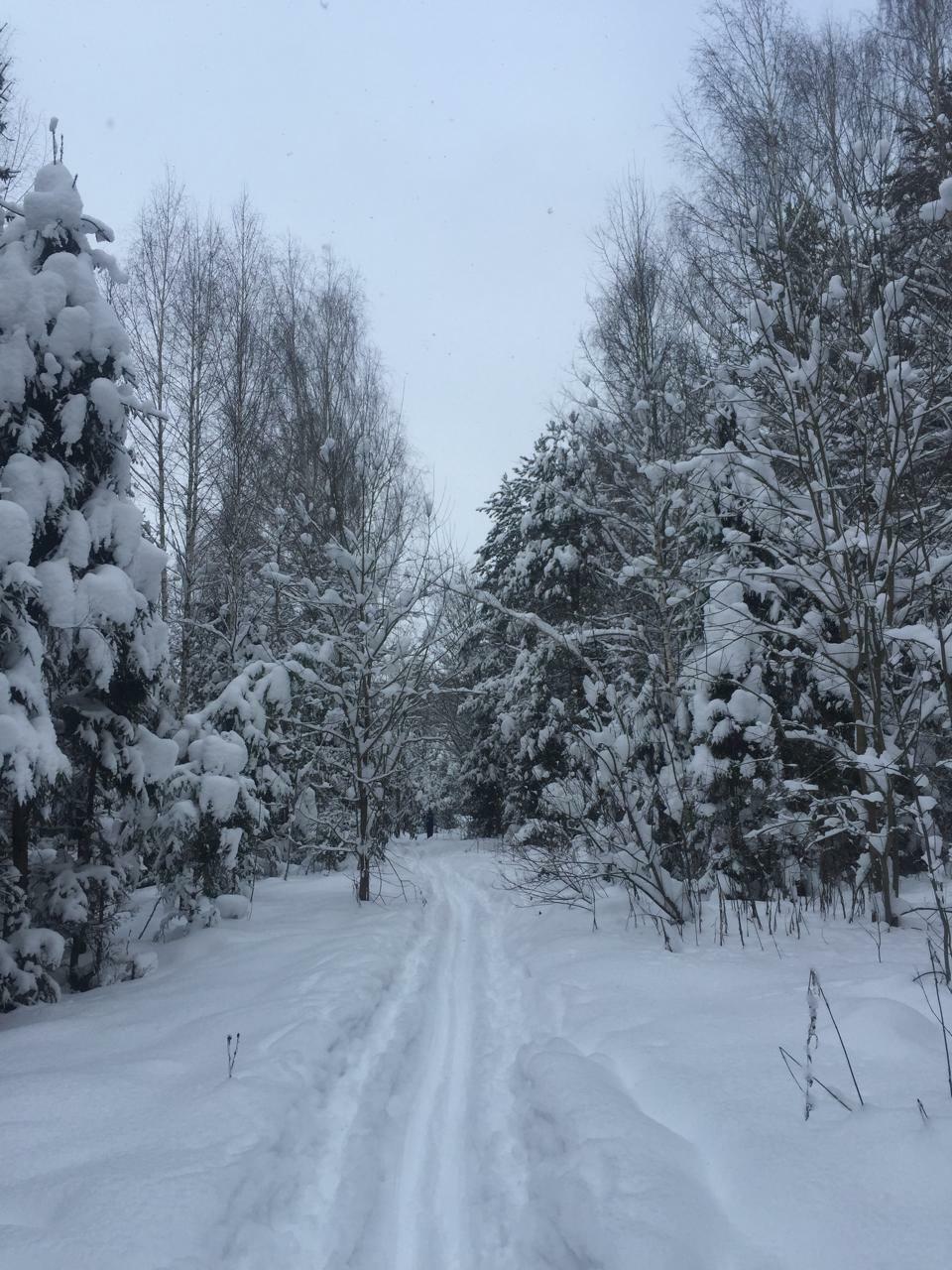 Декабрь в лесу