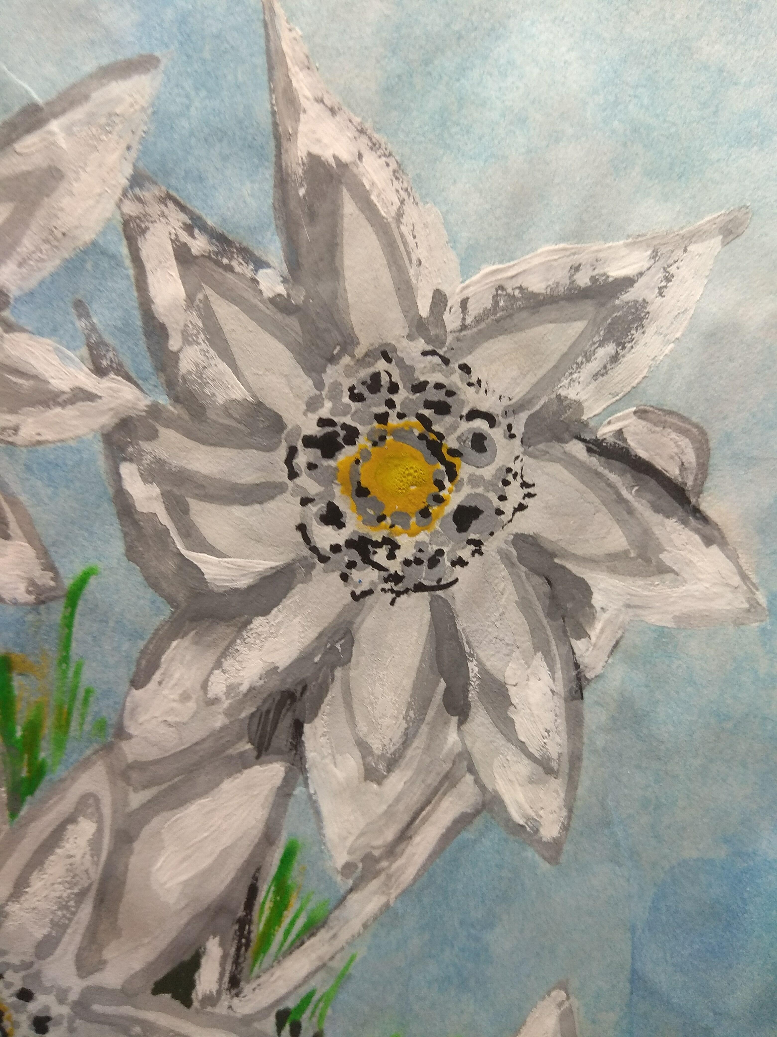 Цветок Эдельвейс рисунок карандашом