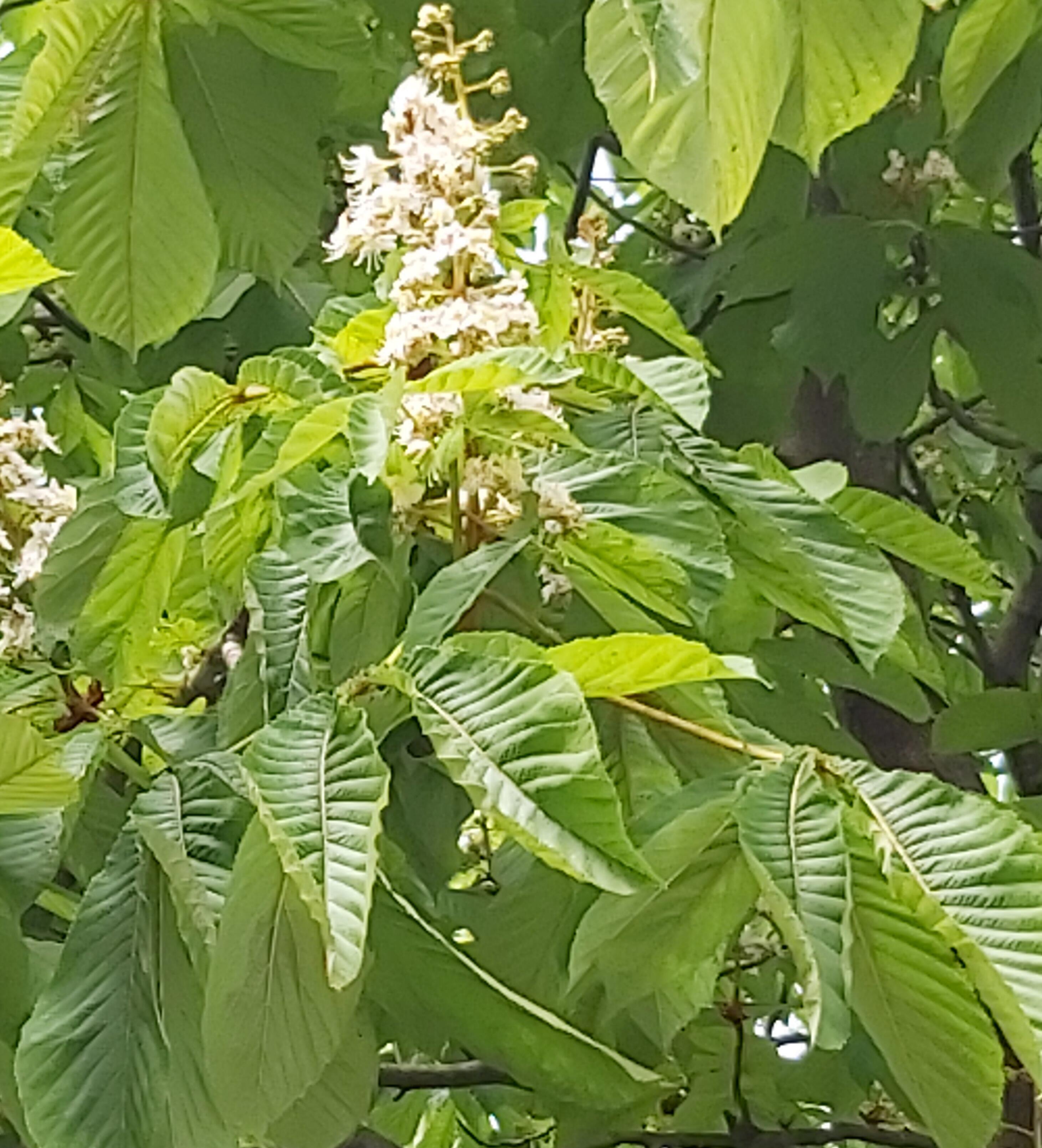 Свечи в небо