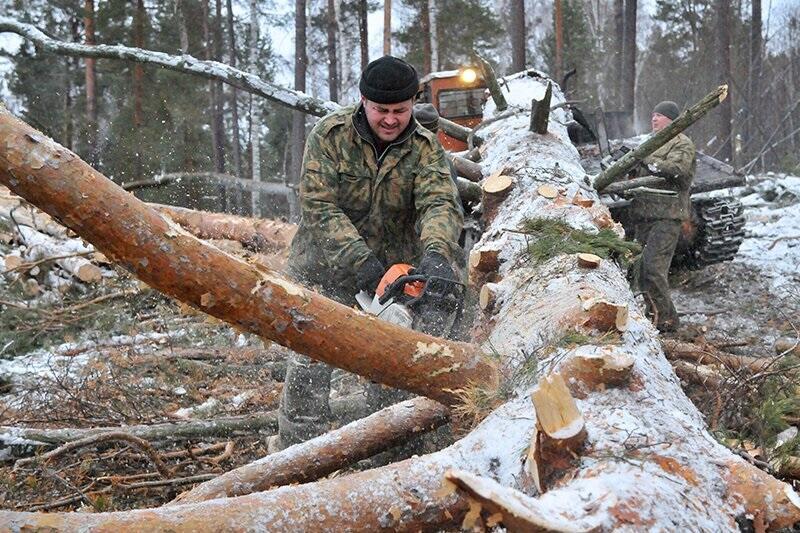 Баллада о сосне