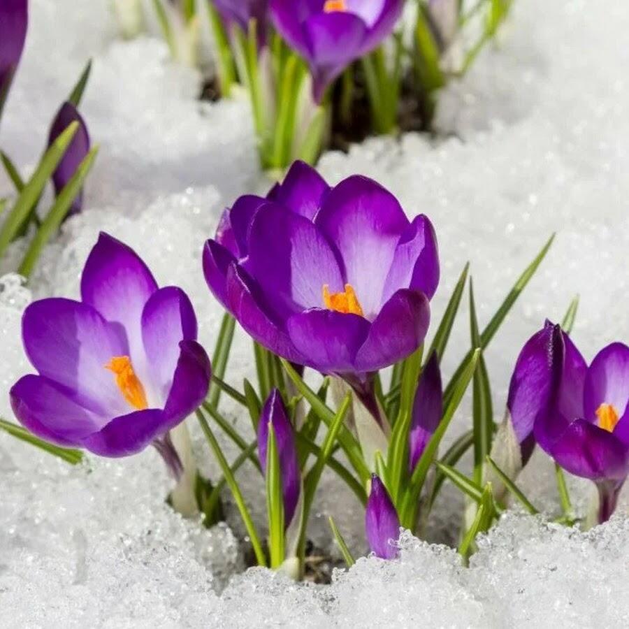 ❤️  ЗЕМЛЯ  ЦВЕТАМИ  ПРОСЫПАЕТСЯ