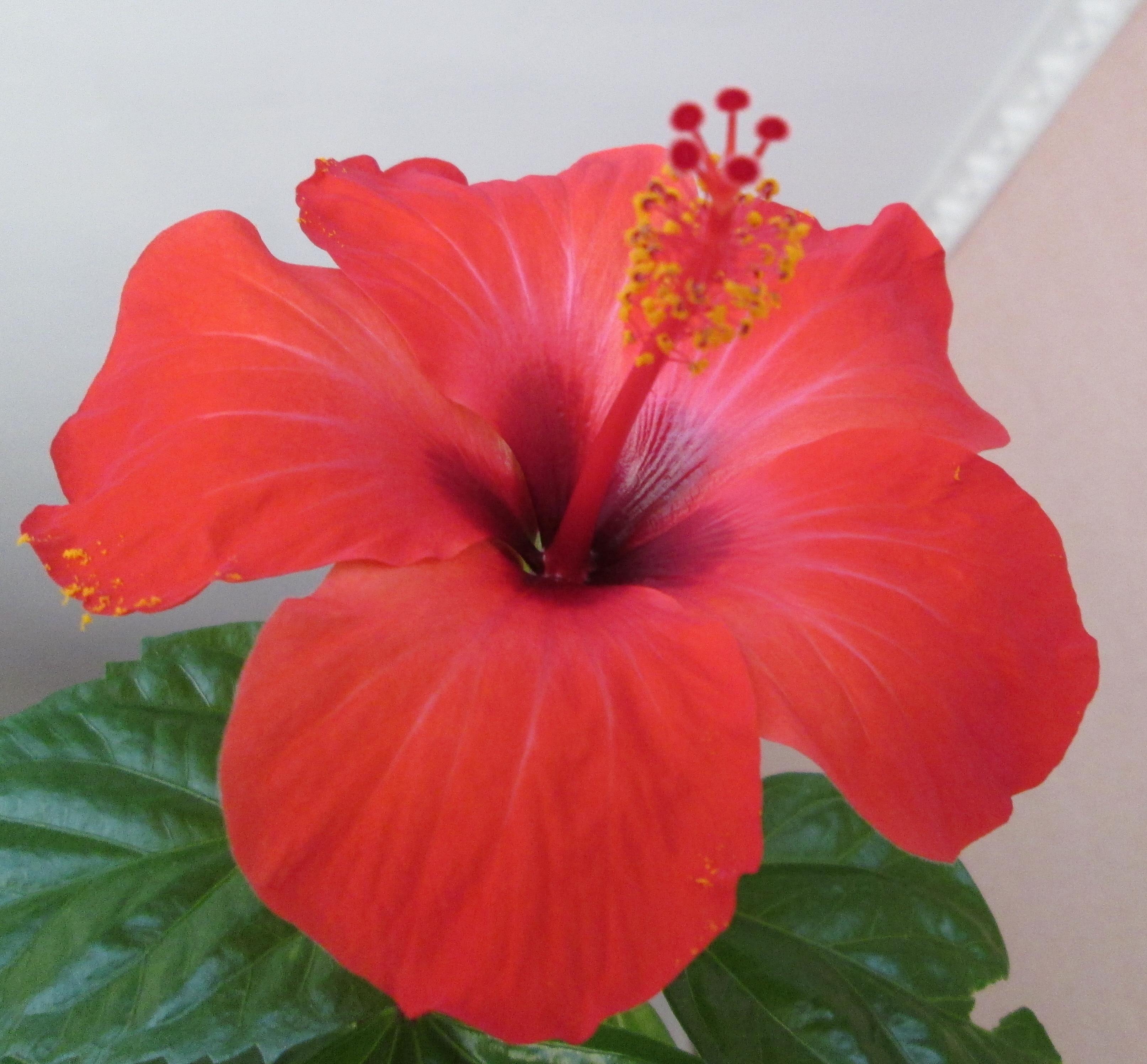 ЛЮБИМОМУ ПОЭТУ ЕВТУШЕНКО