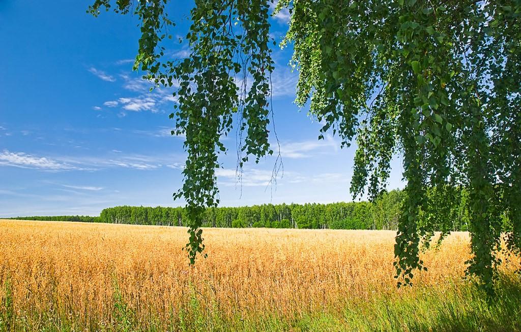 Русское поле