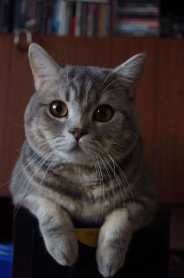 Домашний звук