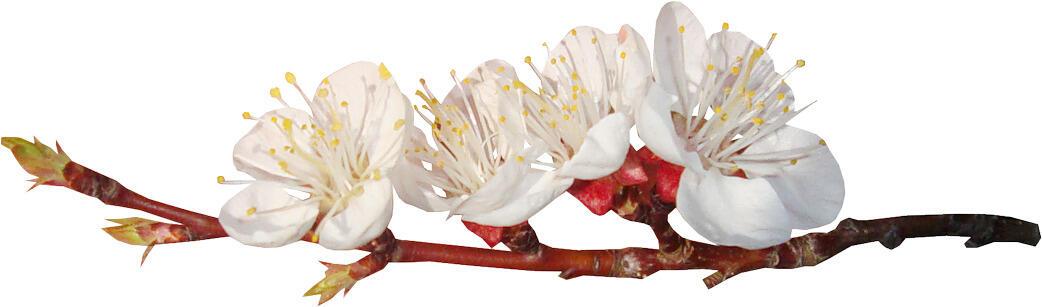 Не буду ивой у реки...