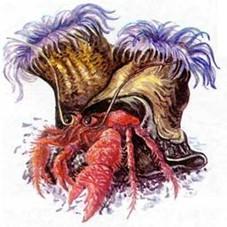 Рак-отшельник