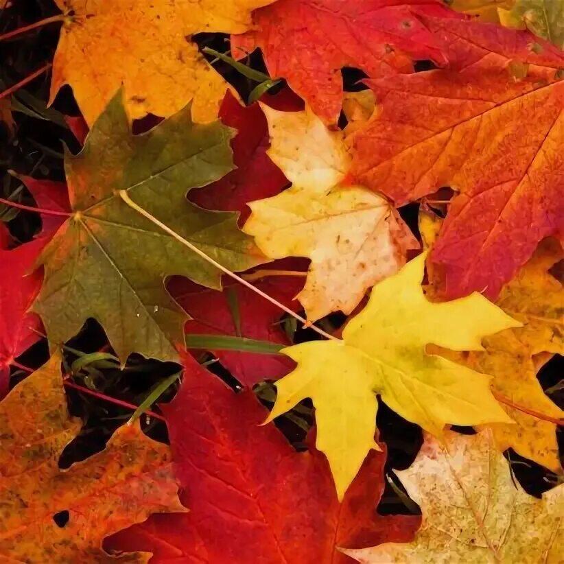 Я сентября переверну страницу