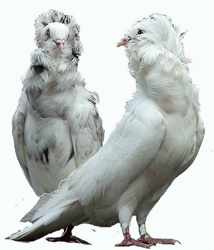 расширяемся