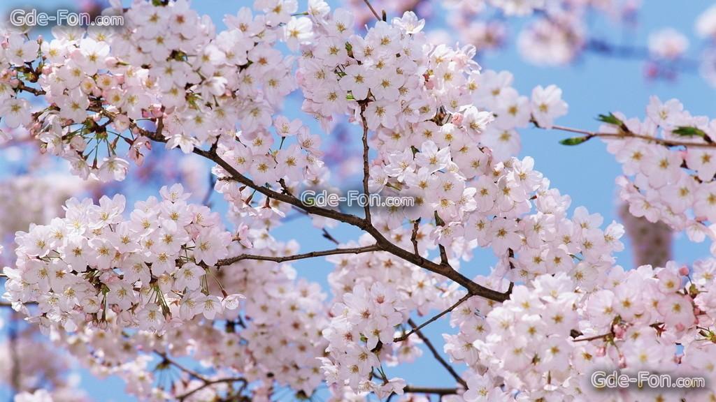 Тонуло солнце