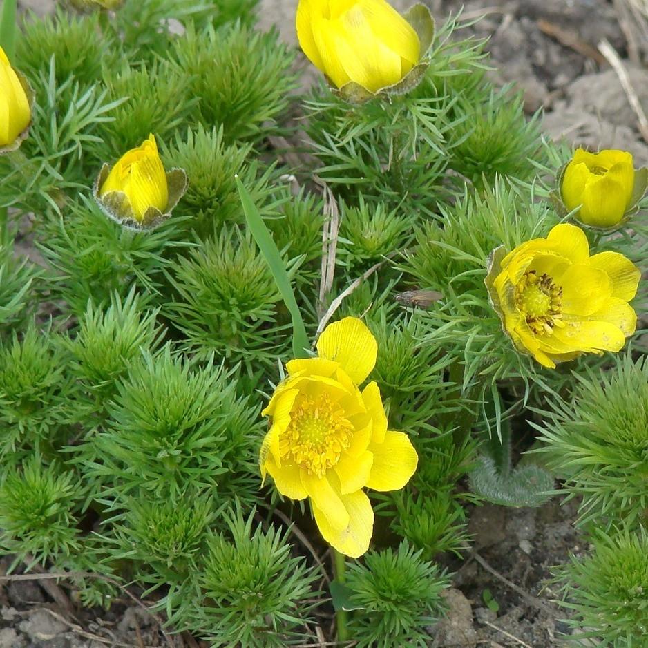 Адонису весеннему.