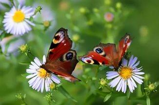 Под июльским небом