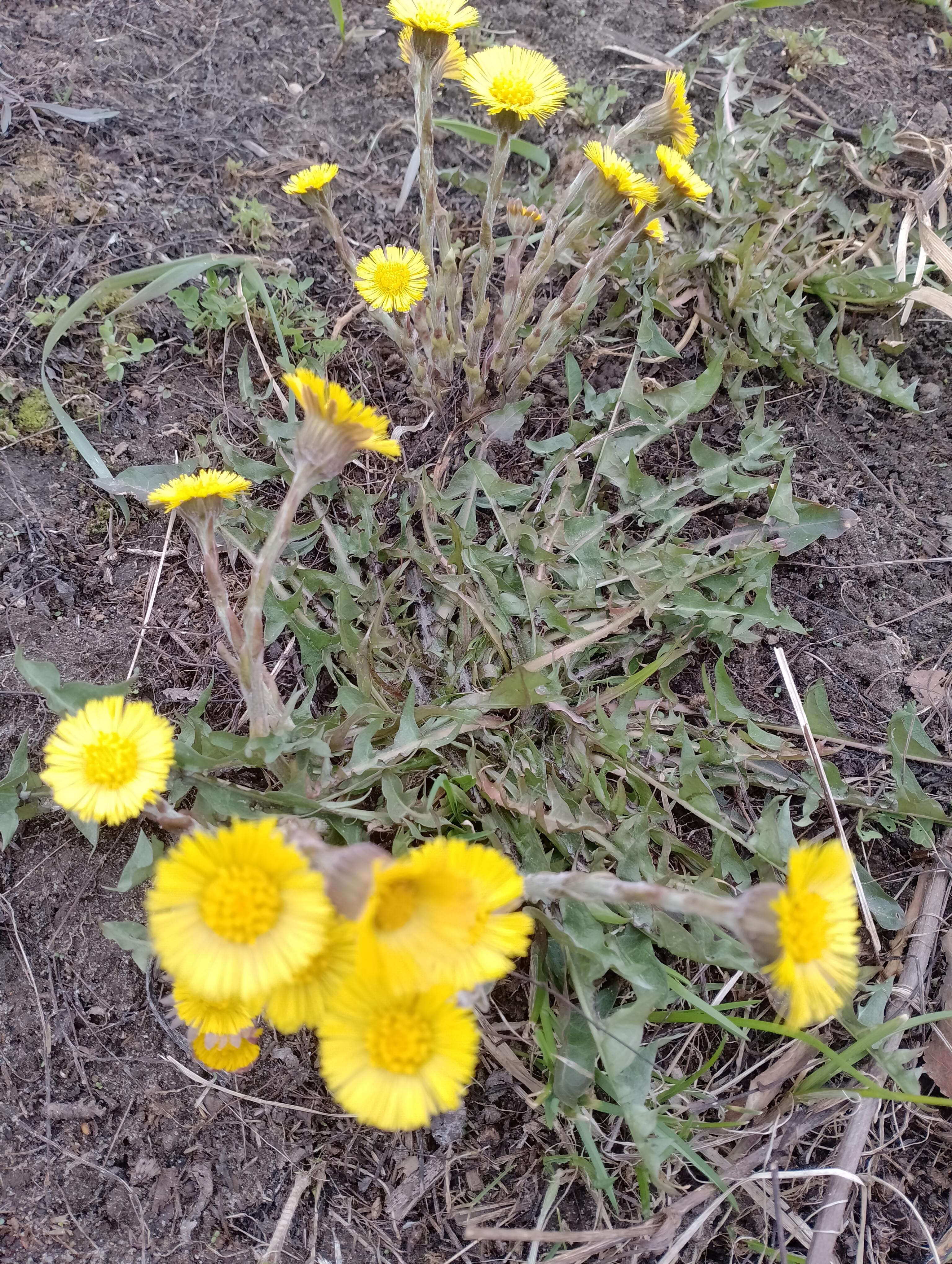 Вопросы к мозгу