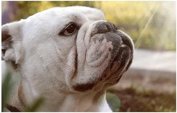 ОТ СОБАЧНИКА ОДА В ЧЕСТЬ СОБАКИ ГОДА- Короткий Стих № 02