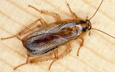 ТАРАКАНЫ ЗА РУЛЁМ