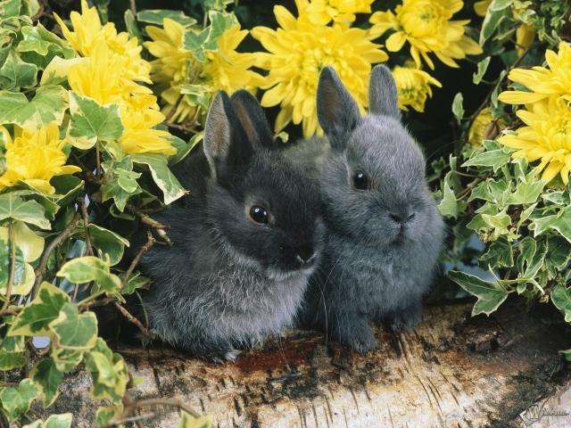 Поздравление с Новым Годом bunnyinthegardn