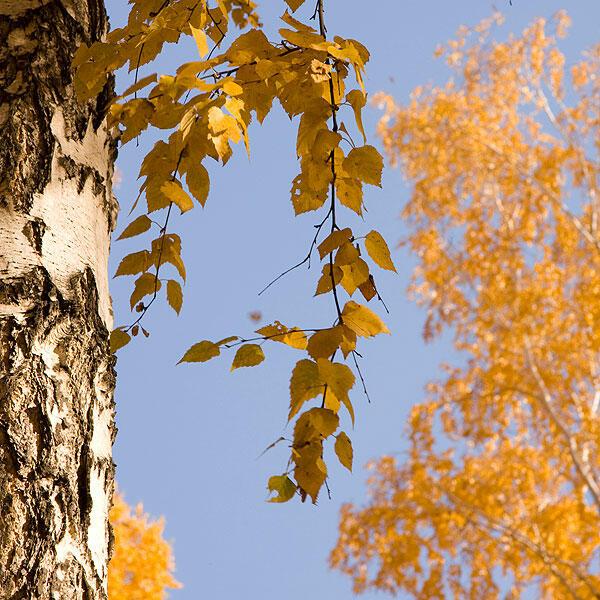 Берёза в октябре