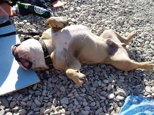 Горячий чай в янтарный мёд