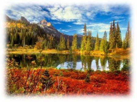 Красуются гибкие стройные ели