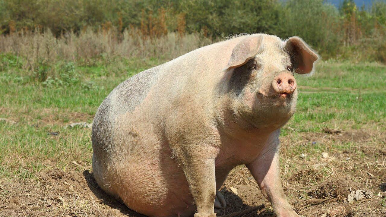 ДЕРЕВЕНСКИЕ КАРТИНКИ - ( и собака не нужна )