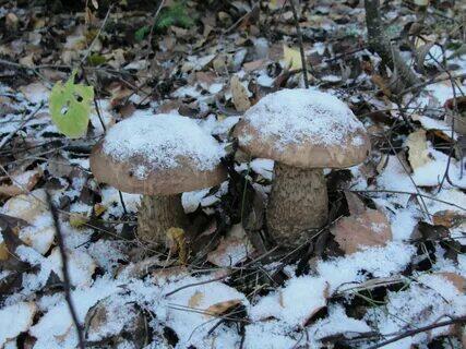 Обабки, автор Новиков Олег 