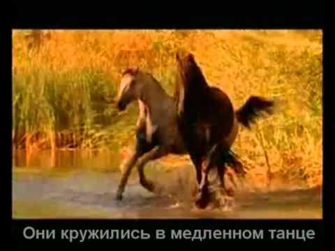 ЛЕГЕНДА О НЕЖНОСТИ И ЛЮБВИ ( по мотивам рассказа  АРАБСКИЙ КОНЬ)