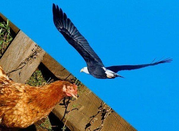 Куры и орлы