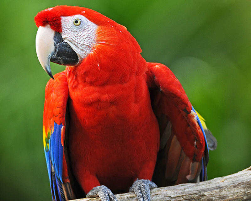 Мне купили попугая