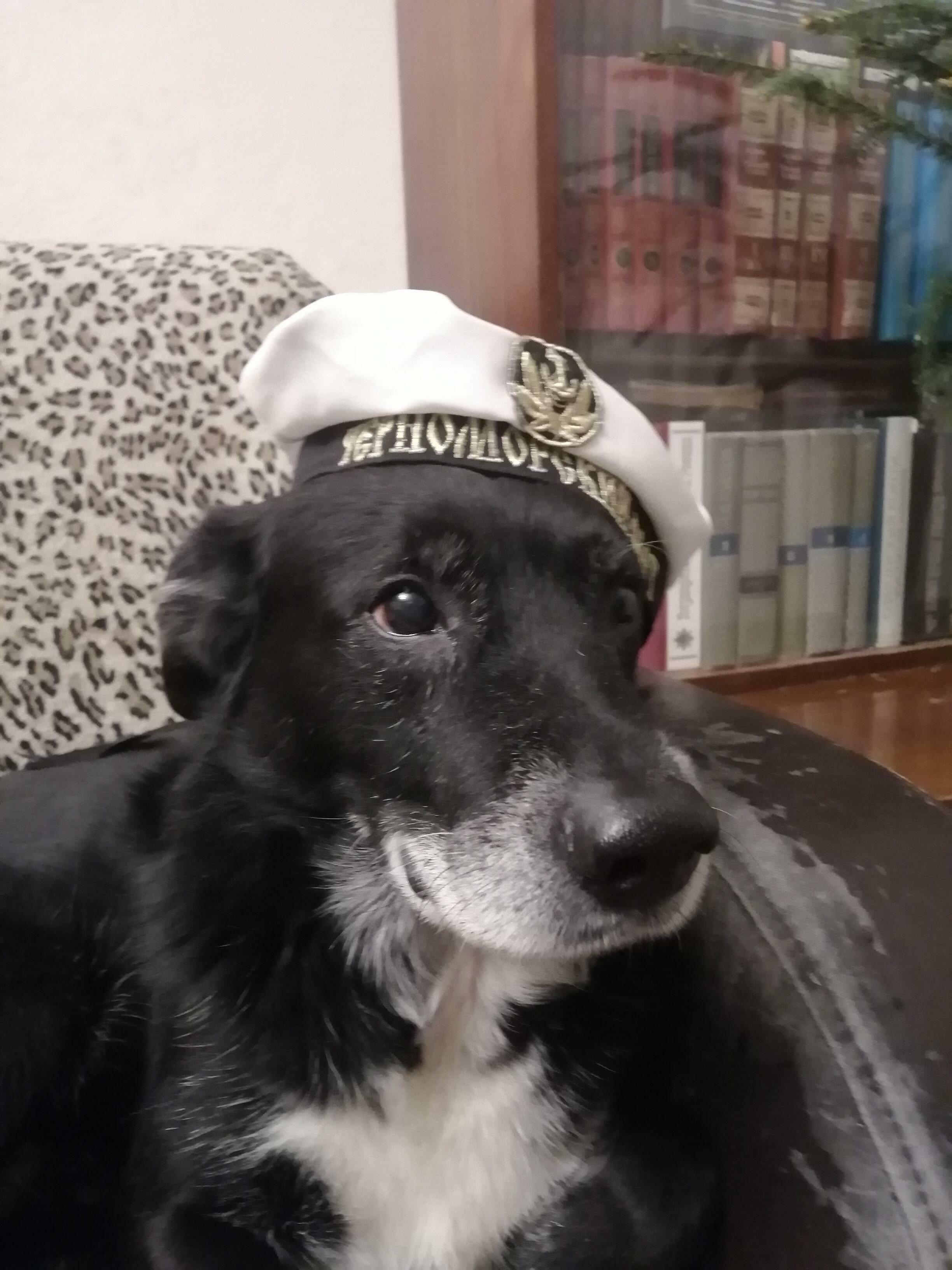 Горчичный блюз, или как собакен папу лечил