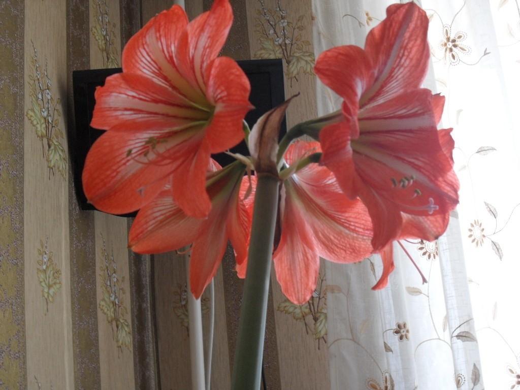 Весенний сон