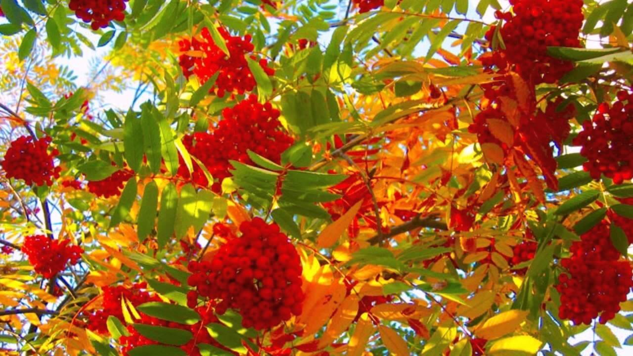 КРАСНЕЮТ И ЖЕЛТЕЮТ ЧУДЕСА