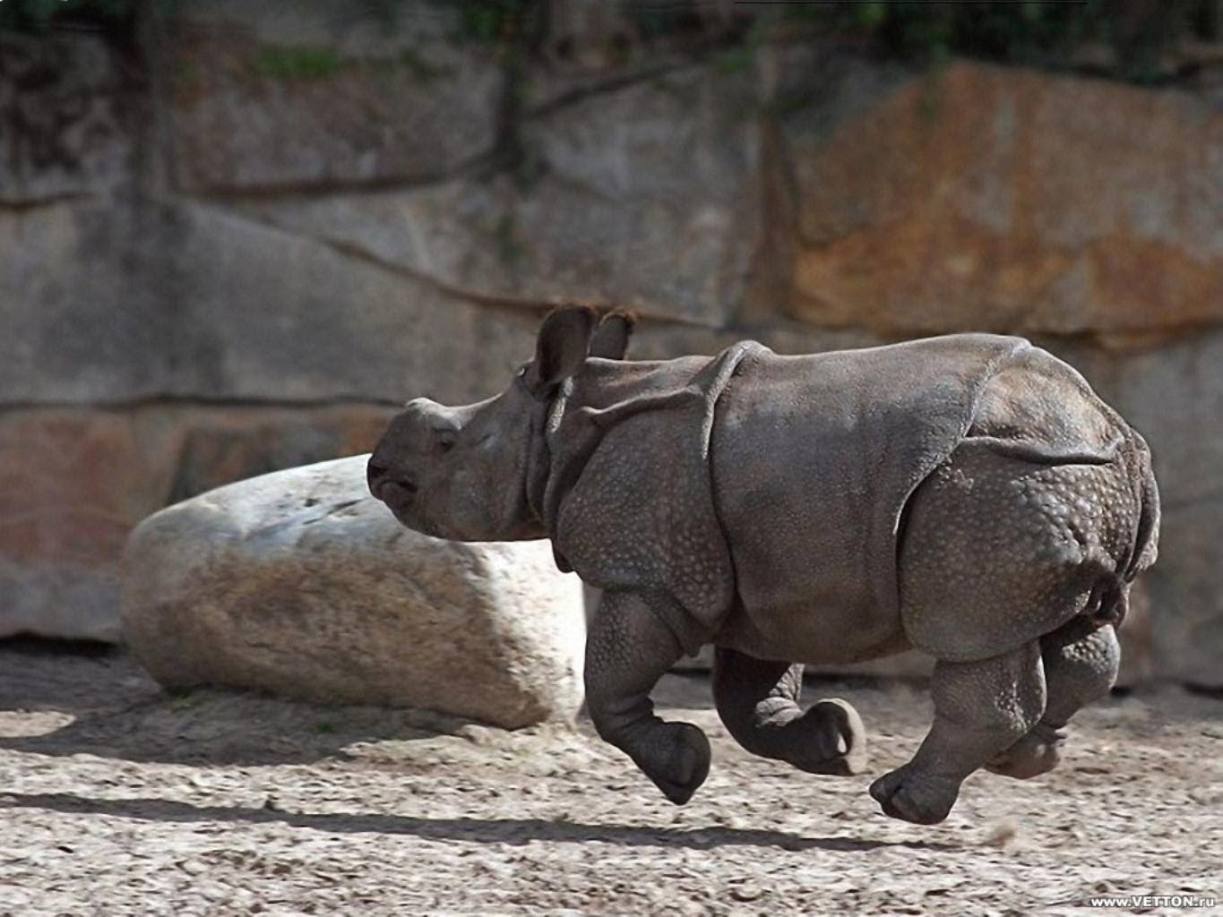 Летающий носорог