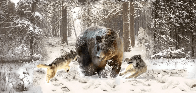 Шкура неубитого медведя