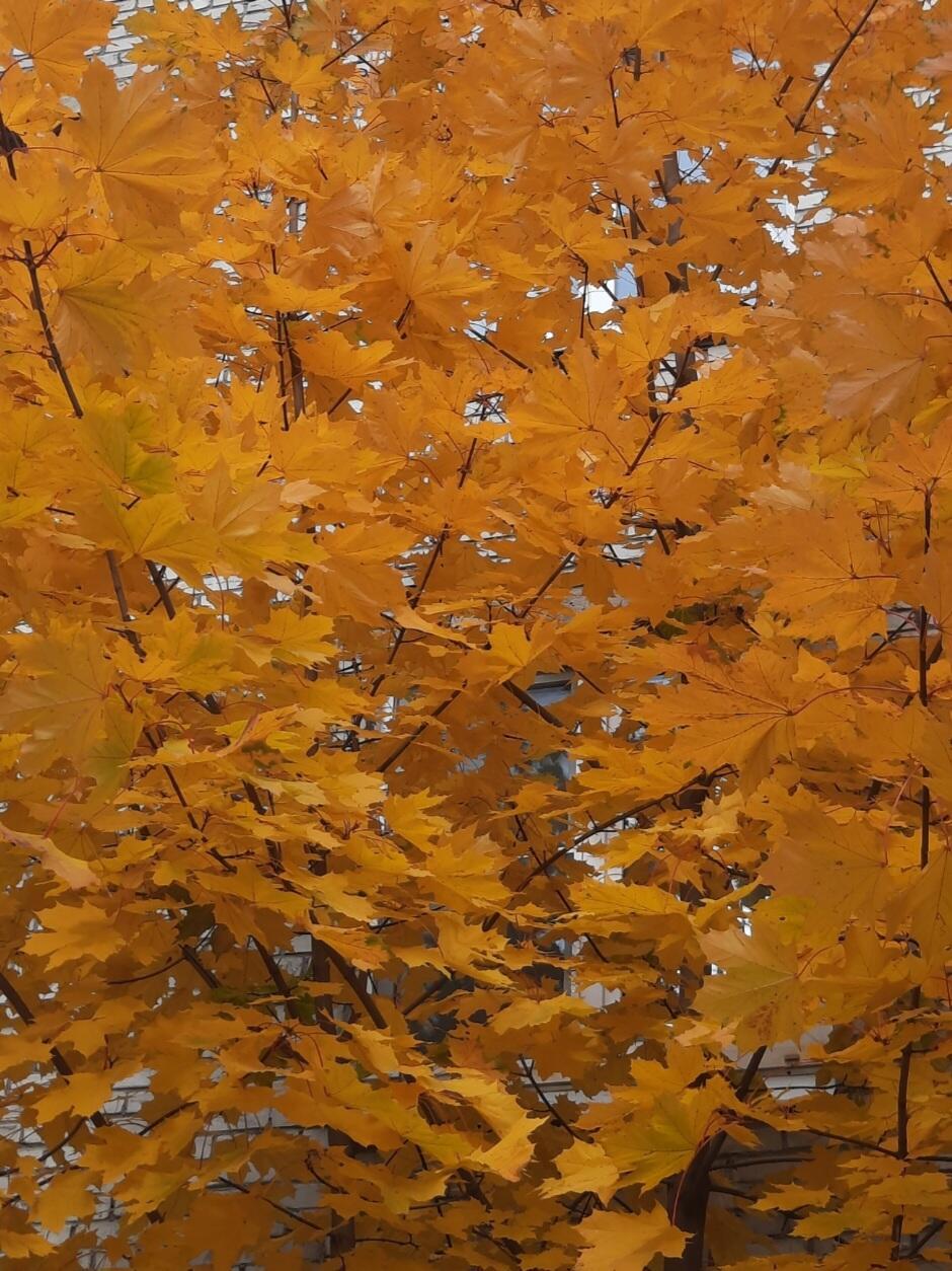 Янтарная осень 