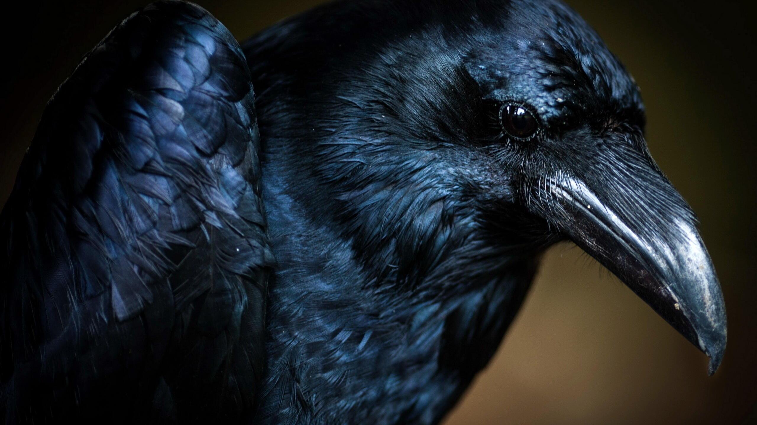 Вороньи дороги