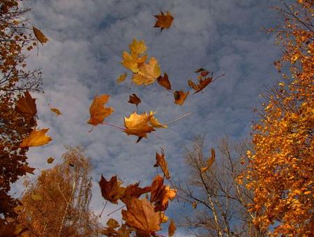 Ветреный буян