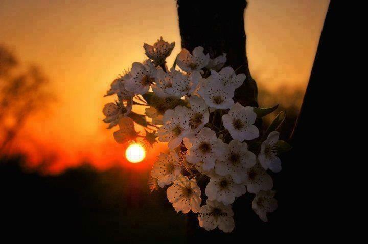 Под вишнёвый закат