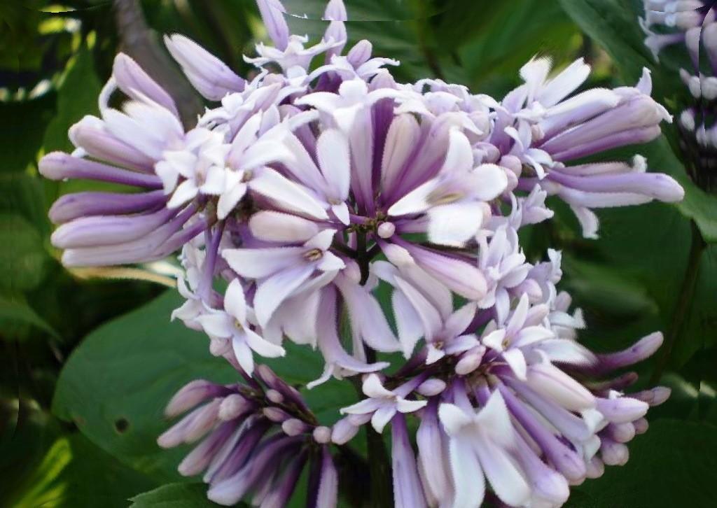 Цвет сирени