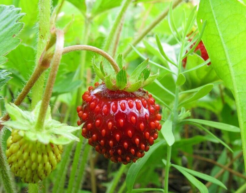 ЗЕМЛЯНИКА И СОРНЯК