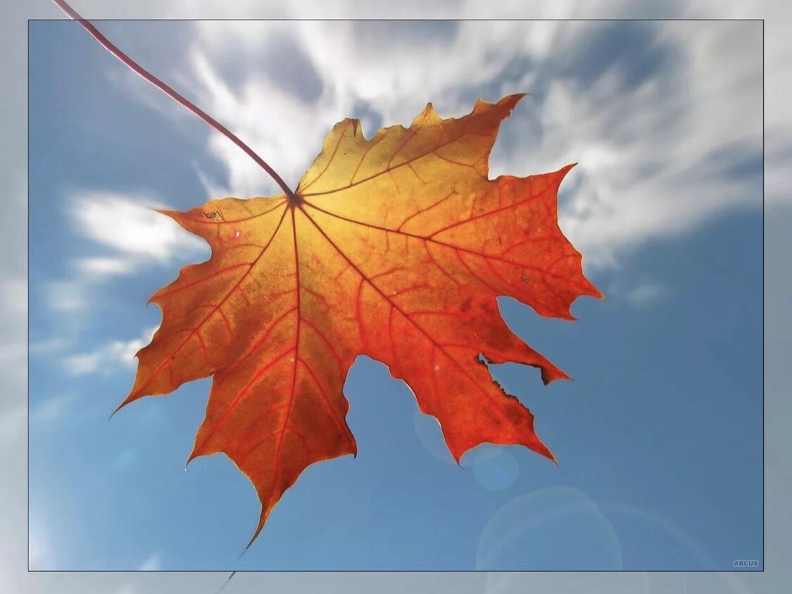 ОСЕНЬ  ЗНАЛА ( Л Г )