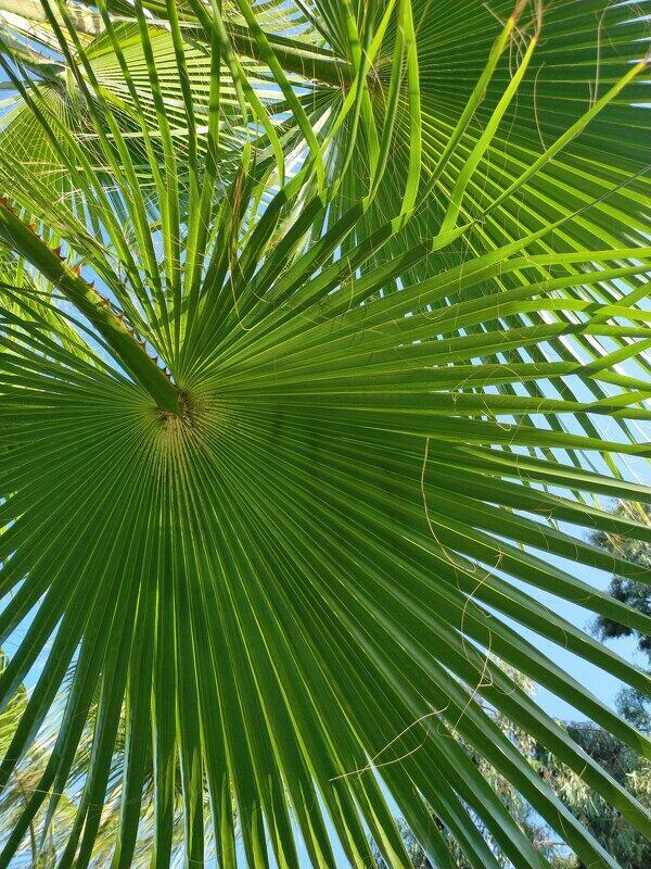 Финиковая колдунья