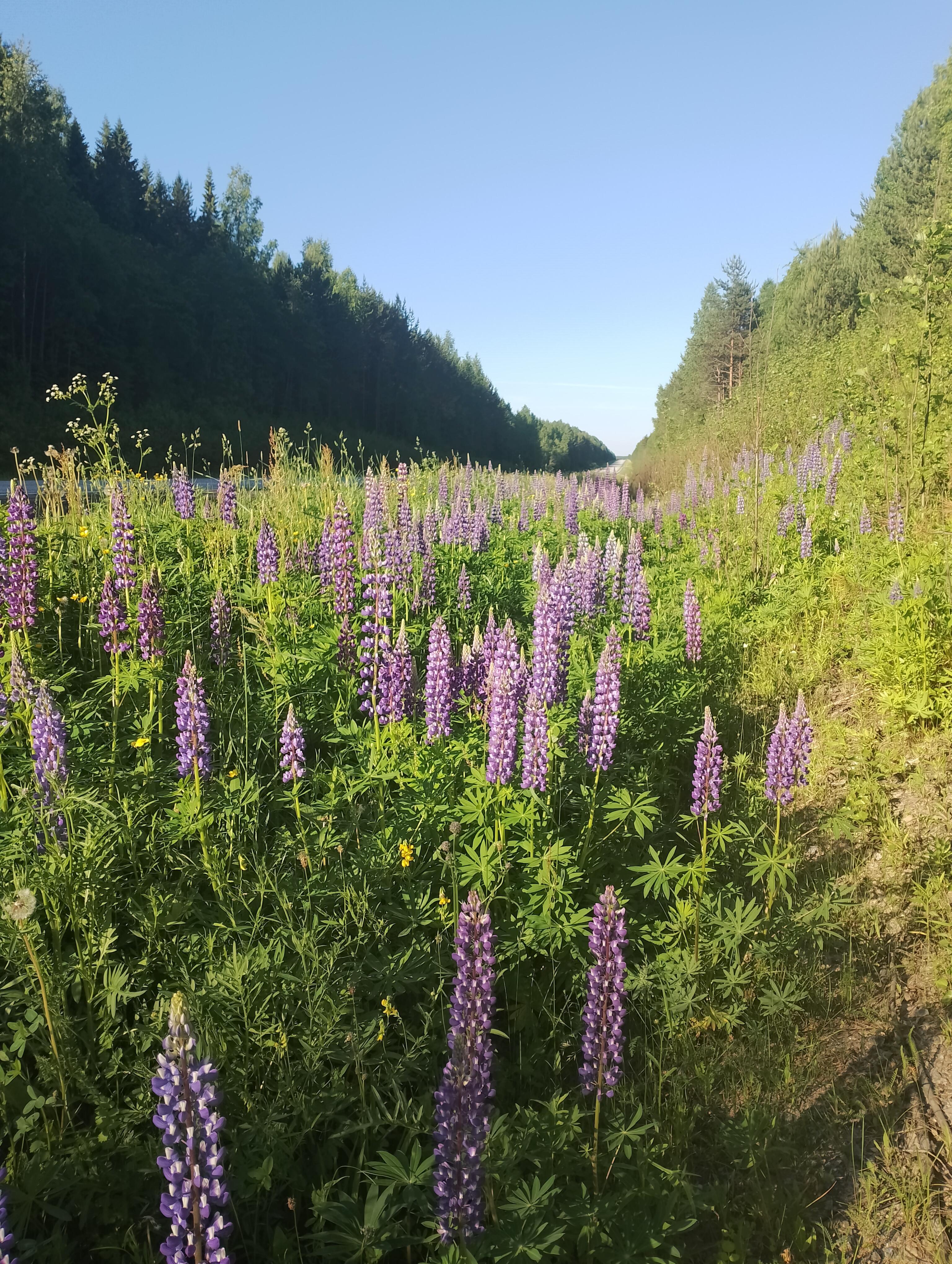 Полотно дороги, убегает вдаль