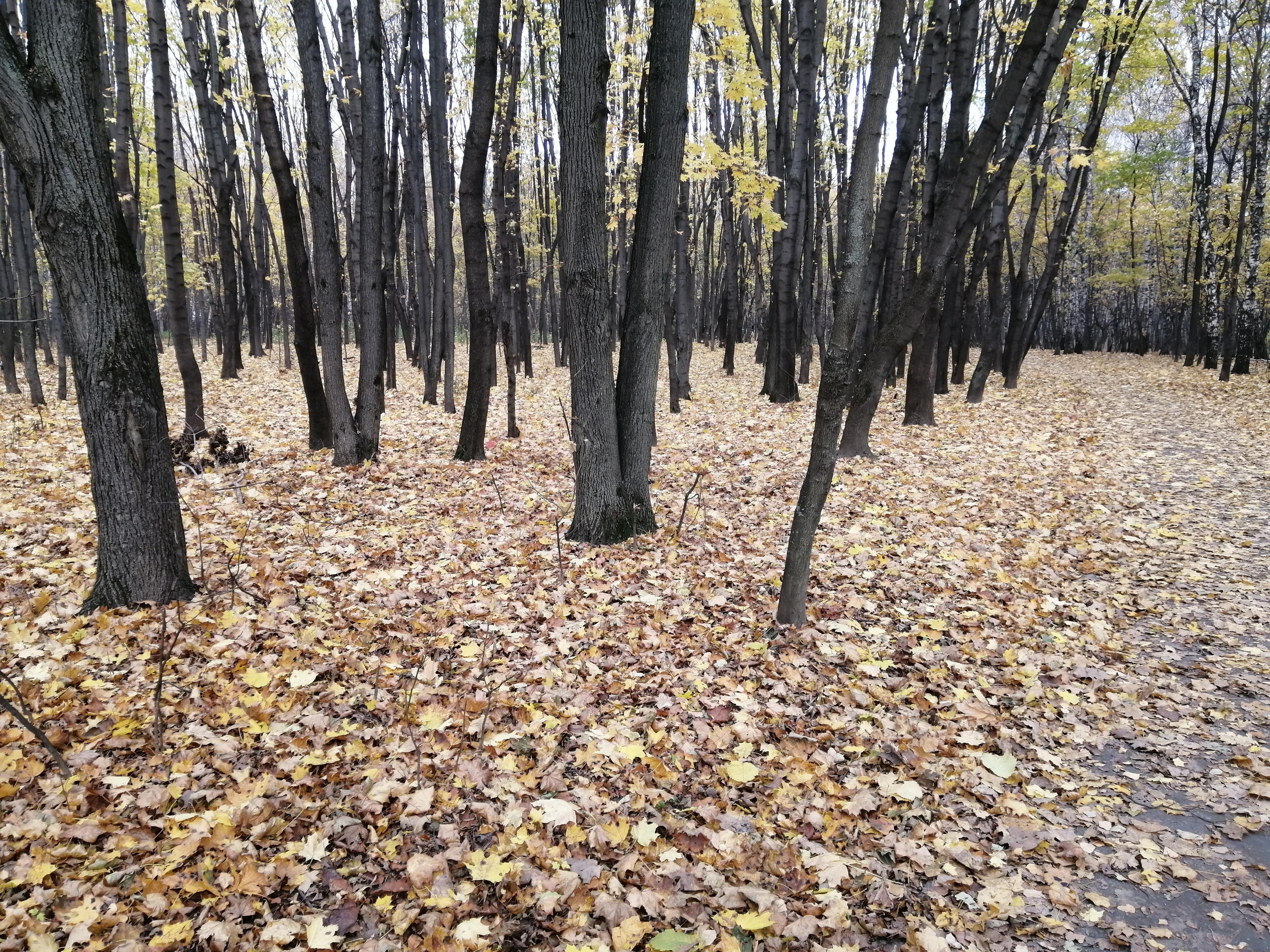 МЕЛЕНЕ - МАСТЕРУ ПЕЙЗАЖНОЙ ЛИРИКИ