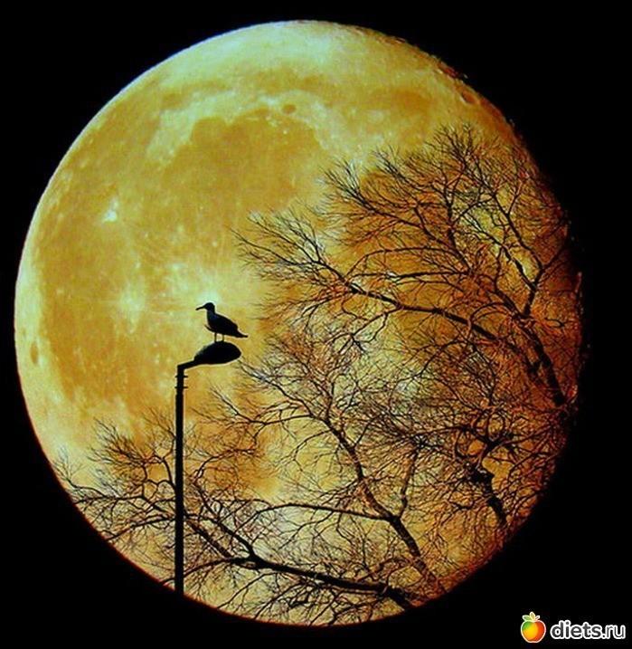 ЛУНА СВЕТИЛА ДО УТРА