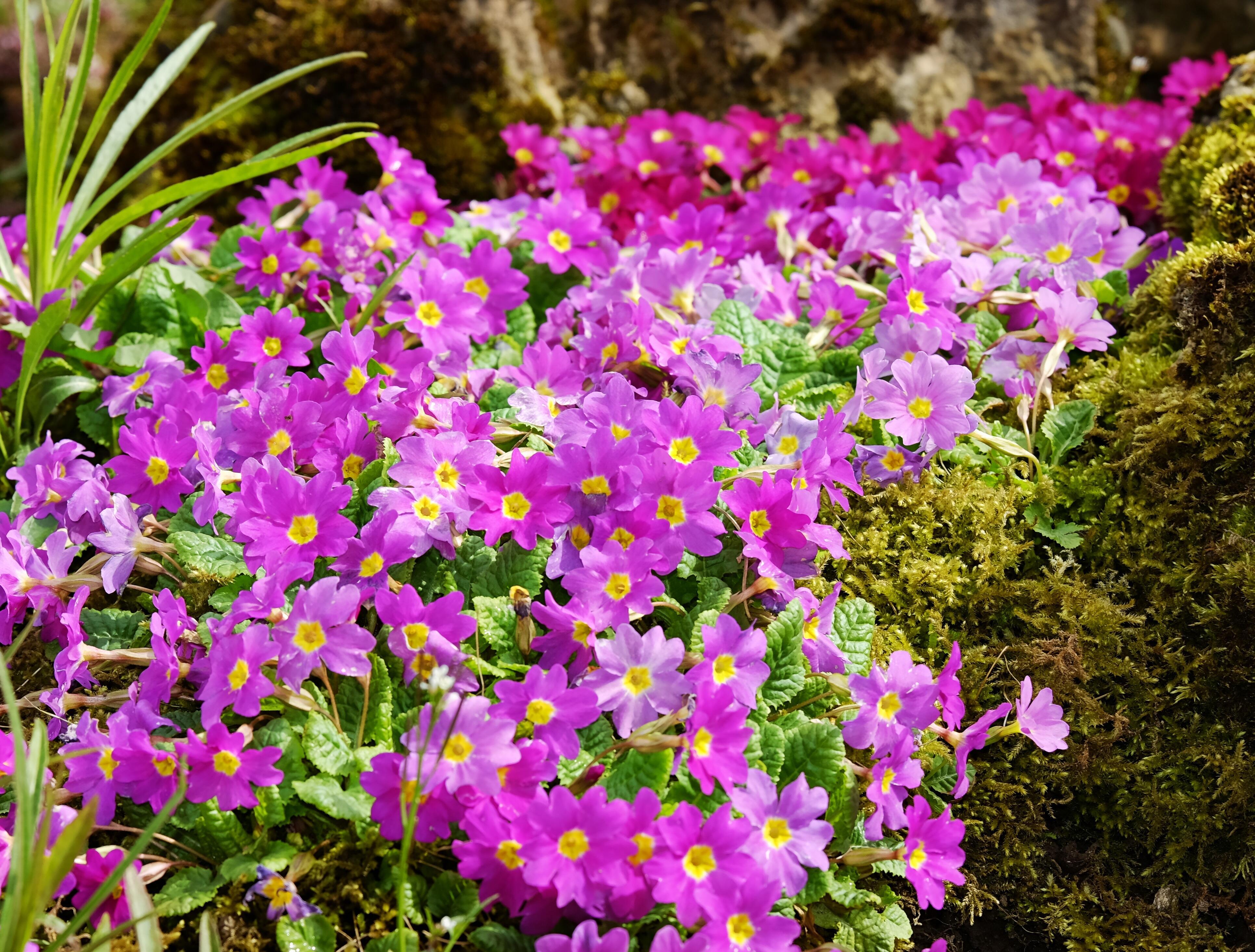 Фото весенних цветов в саду