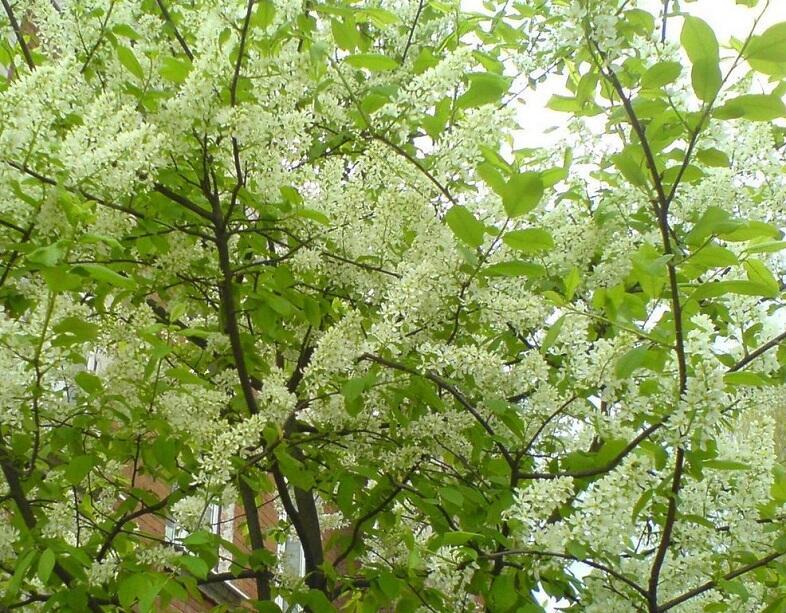 Биографические листки (продолжение) 