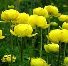 Поля Детства