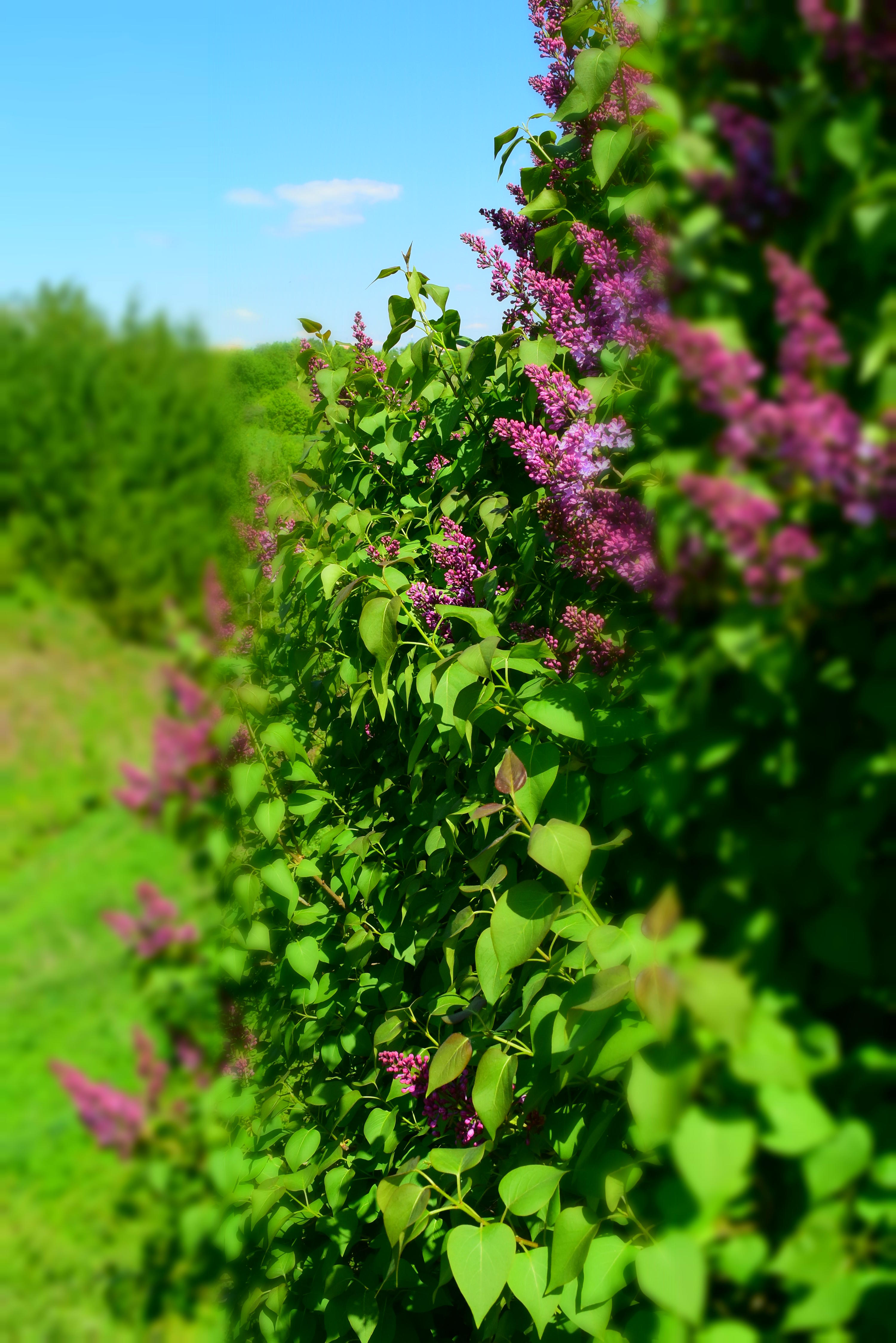 Хокку  о  сирени