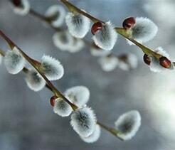 Времена года