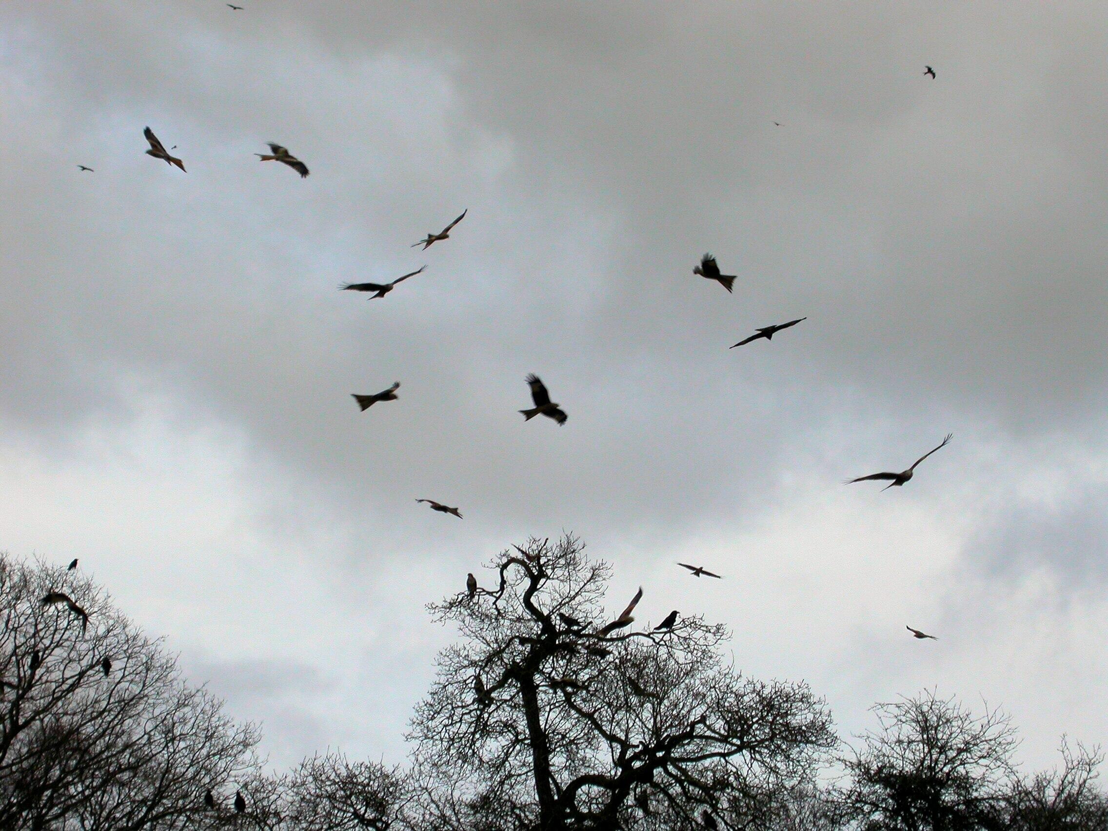Рубцов и Есенин. Автор - Игорь Гуревич.