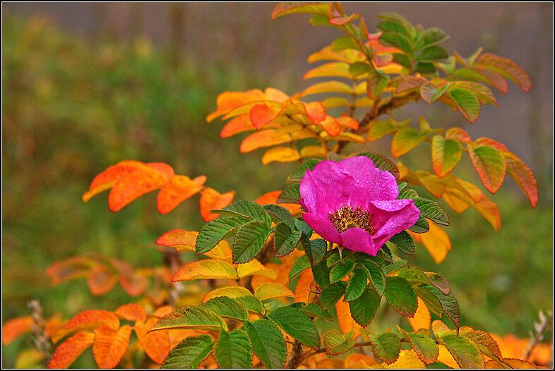Осенью хочется снова